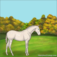 Horse Color:White Spotted Perlino 
