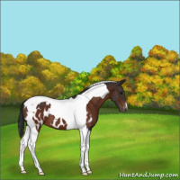 Horse Color:Bay Tobiano Blanket 