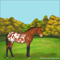 Horse Color:Bay Appaloosa 