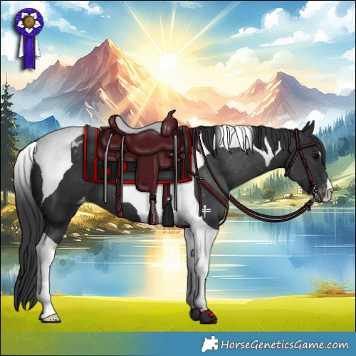 Horse Color:Black Tobiano Appaloosa 