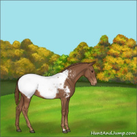 Horse Color:Chestnut Appaloosa