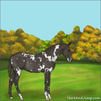 Horse Color:White Spotted Smoky Black Appaloosa Rabicano