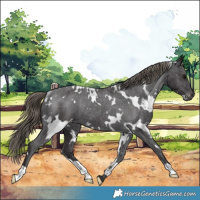 Horse Color:White Spotted Smoky Black Appaloosa Rabicano