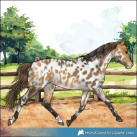 Horse Color:White Spotted Buckskin Near Leopard 
