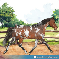 Horse Color:White Spotted Brown Appaloosa 