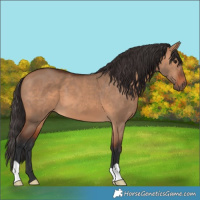 Horse Color:Bay Dun