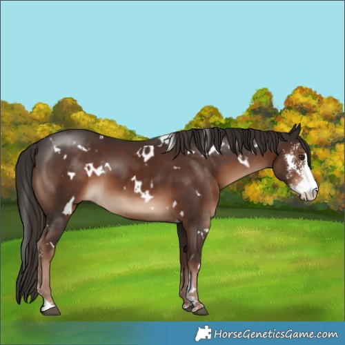 Horse Color:White Spotted Liver Chestnut Sabino 