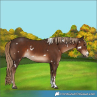 Horse Color:White Spotted Liver Chestnut Sabino 