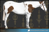 Horse Color:Chocolate Palomino Splash Tobiano 