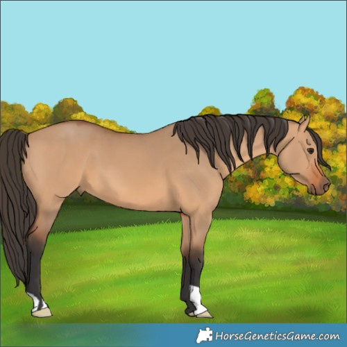 Horse Color:Bay Dun