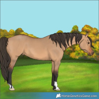 Horse Color:Bay Dun