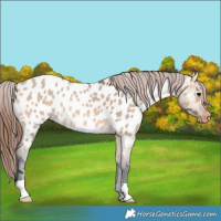 Horse Color:Bay Dun Appaloosa 