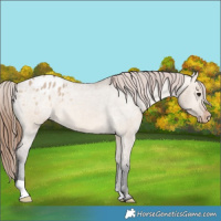 Horse Color:Bay Dun Appaloosa 