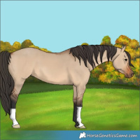 Horse Color:Bay Dun