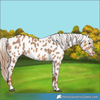 Horse Color:Red Dun Near Leopard