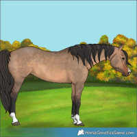 Horse Color:Brown Dun 