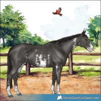 Horse Color:Liver Chestnut Sabino 
