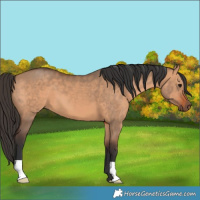Horse Color:Bay Dun 