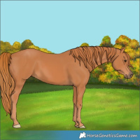 Horse Color:Chestnut 