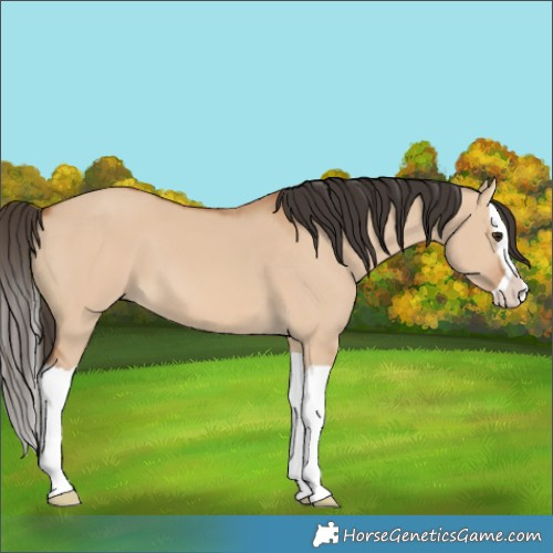 Horse Color:Bay Dun Splash 