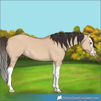Horse Color:Bay Dun Splash 
