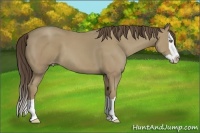 Horse Color:Classic Cream Champagne Splash