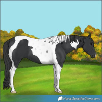 Horse Color:Black Tobiano 