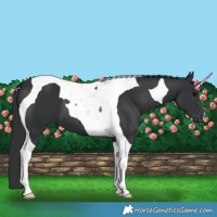 Horse Color:Black Tobiano 