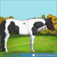 Horse Color:Black Tobiano