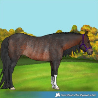 Horse Color:Brown Rabicano 