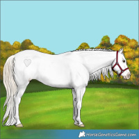 Horse Color:White Spotted Palomino Dun Splash Appaloosa