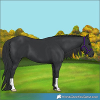 Horse Color:Black 