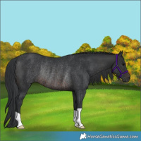 Horse Color:Brown Rabicano 