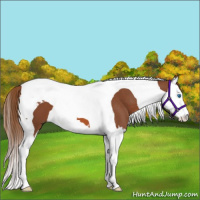Horse Color:Chestnut Splash Tobiano 