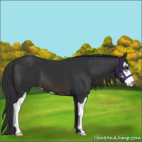 Horse Color:Brown Sabino