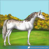 Horse Color:White Spotted Liver Red Dun Onyx Sabino Splash Frame 