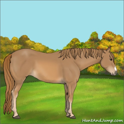 Horse Color:Unknown 