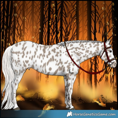 Horse Color:Silver Grullo Appaloosa 