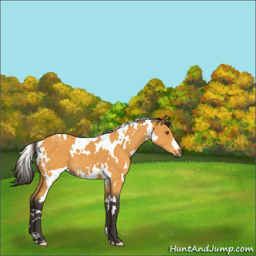 Horse Color:White Spotted Buckskin 