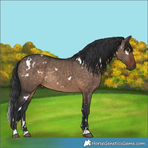 Horse Color:White Spotted Brown Dun Rabicano 