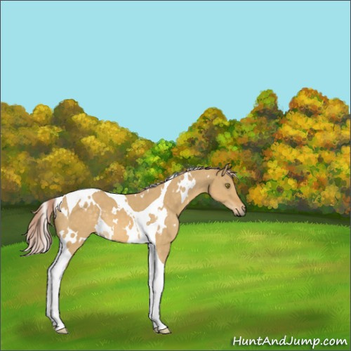 Horse Color:White Spotted Palomino Dun Tobiano 