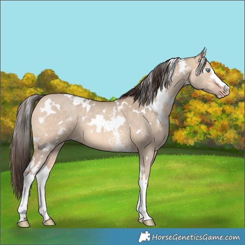Horse Color:White Spotted Amber Champagne Dun 