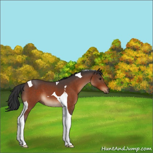 Horse Color:Bay Roan Tobiano 