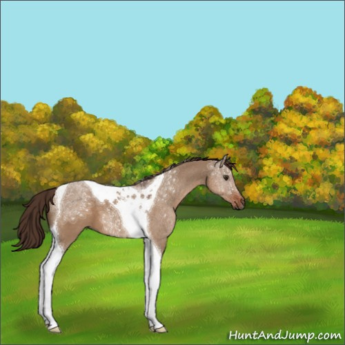 Horse Color:Liver Red Dun Tobiano 