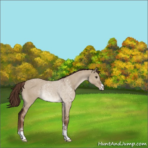 Horse Color:Liver Red Dun Sabino Rabicano 