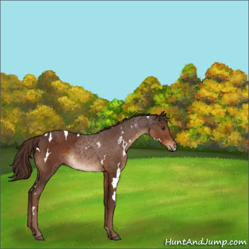 Horse Color:White Spotted Liver Chestnut Rabicano 