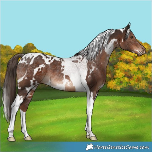 Horse Color:White Spotted Liver Chestnut Tobiano Rabicano 