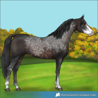 Horse Color:Brown Sabino Rabicano 