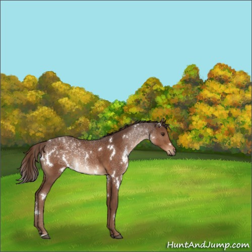 Horse Color:White Spotted Liver Chestnut 