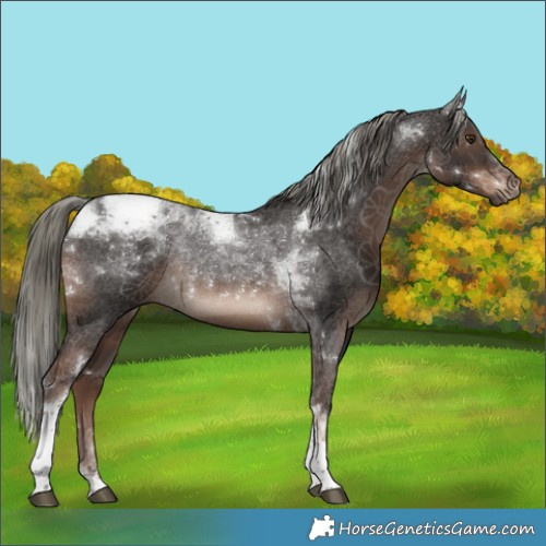 Horse Color:Liver Chestnut Mushroom Tobiano Rabicano 